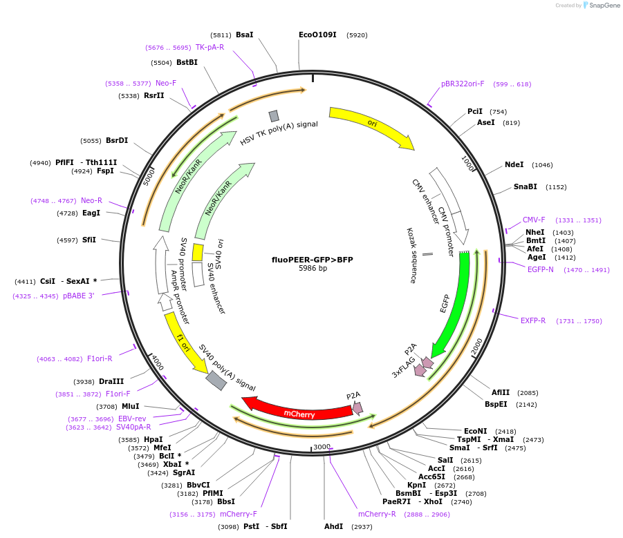 185477-plasmid-map-sequence-id-368139