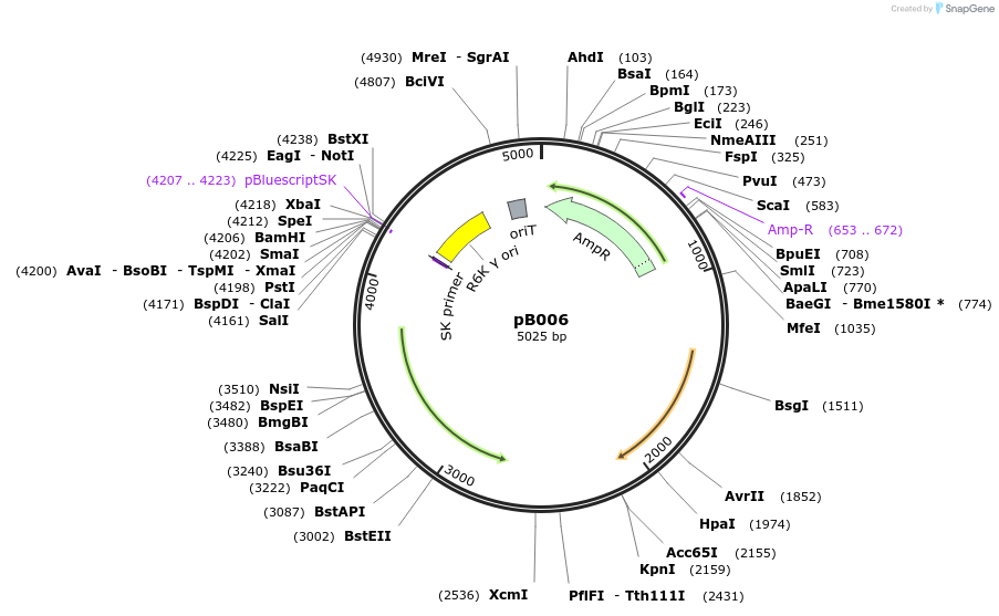 182320-plasmid-map-sequence-id-368144