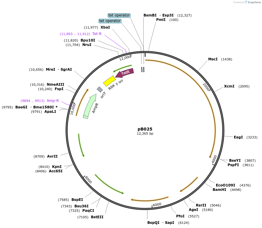 183092-plasmid-map-sequence-id-368147