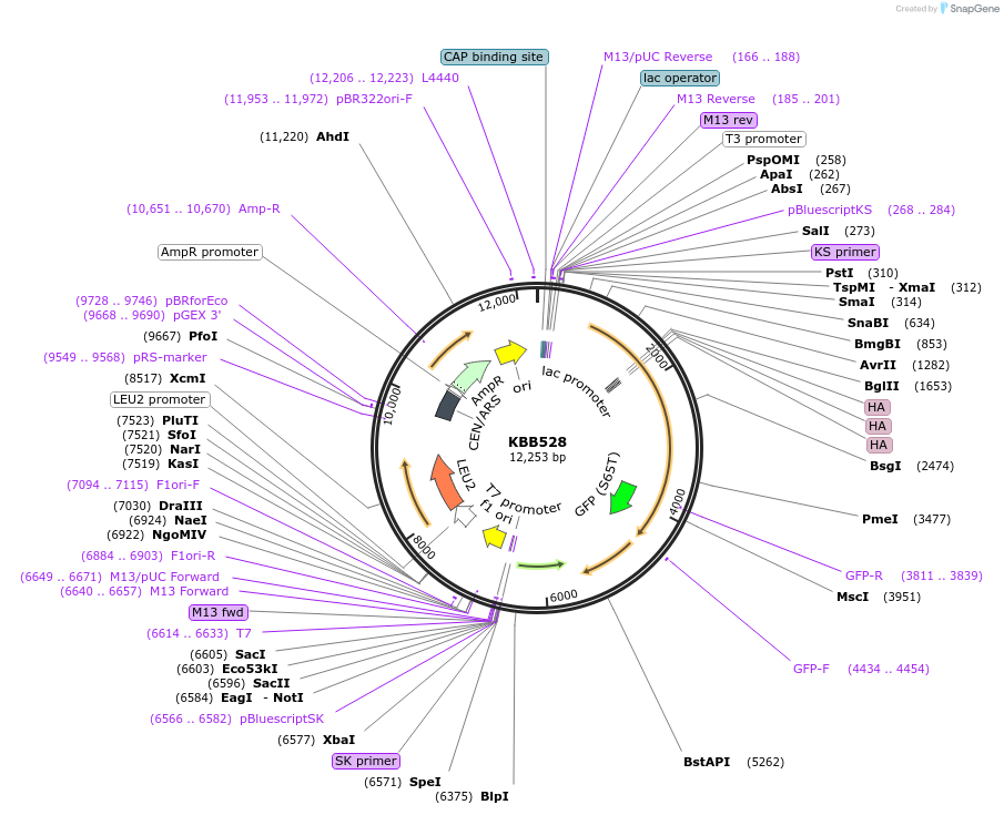 185104-plasmid-map-sequence-id-368165