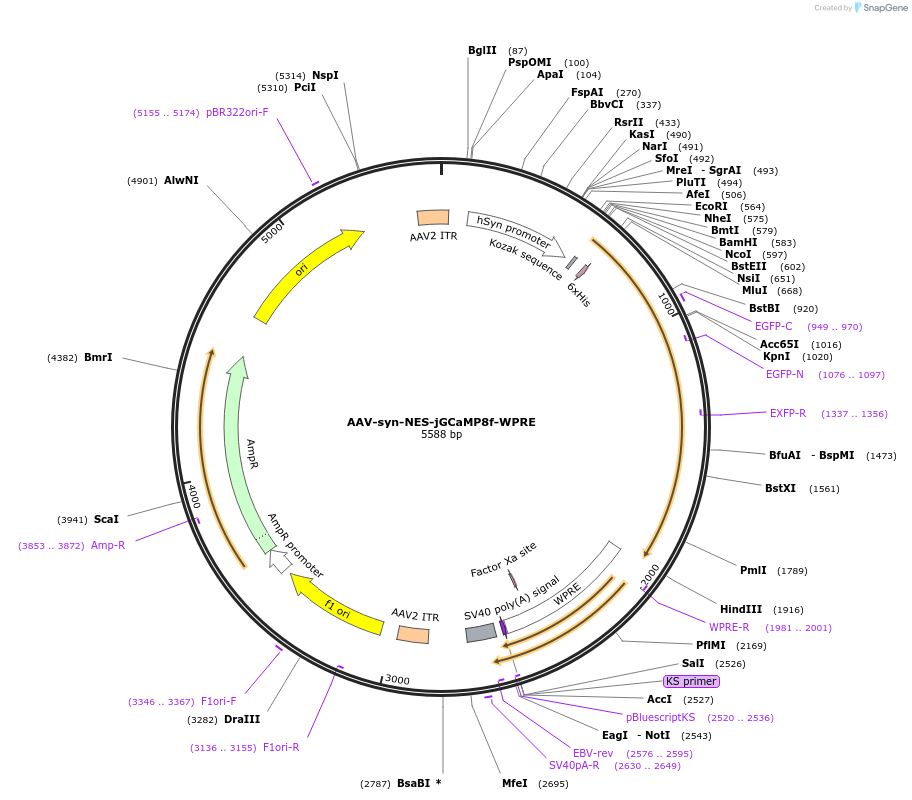 186035-plasmid-map-sequence-id-368187