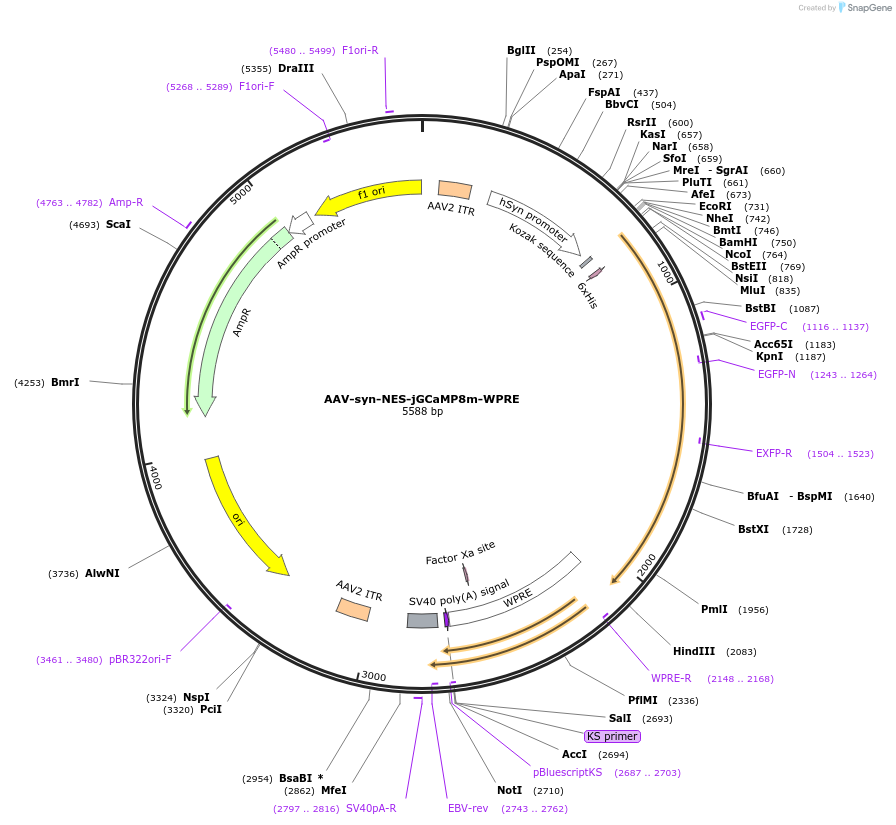 186036-plasmid-map-sequence-id-368189