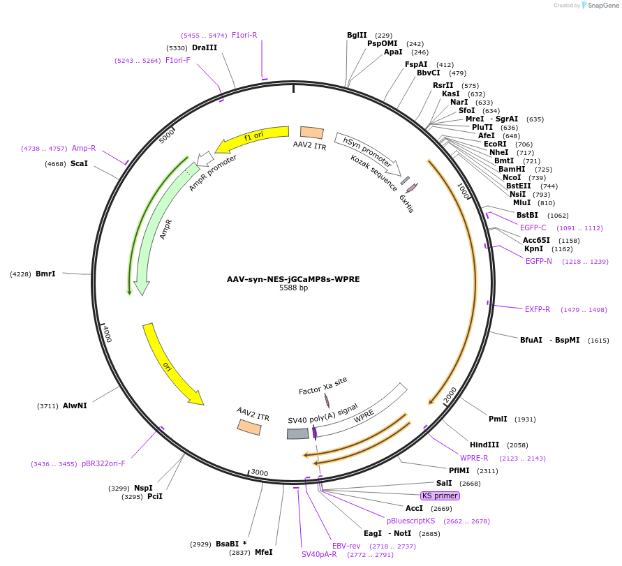 186037-plasmid-map-sequence-id-368191