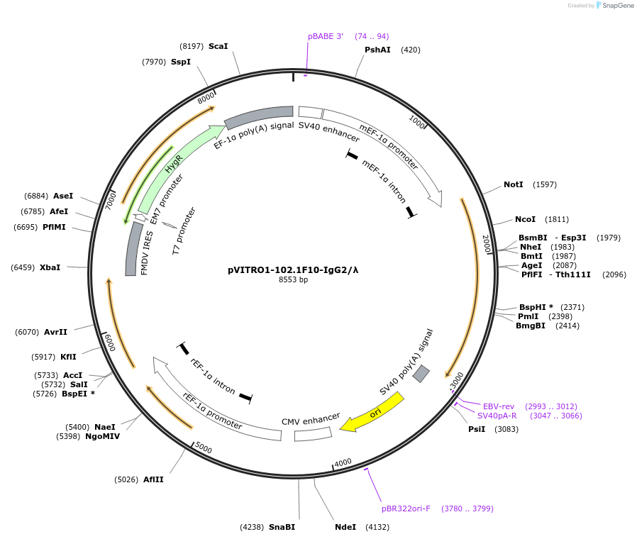 50367-plasmid-map-sequence-id-368192