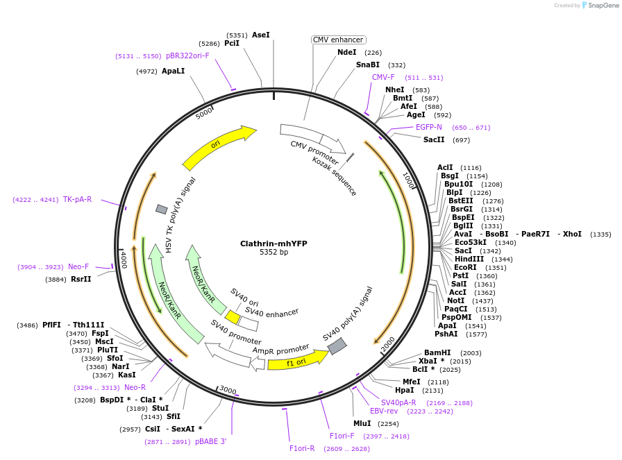 186527-plasmid-map-sequence-id-368216