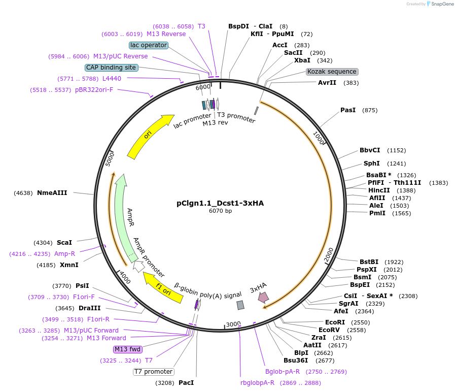 183540-plasmid-map-sequence-id-368217