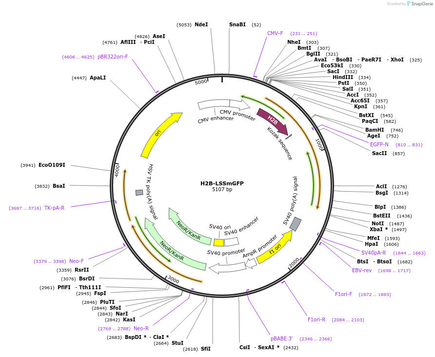 186539-plasmid-map-sequence-id-368219