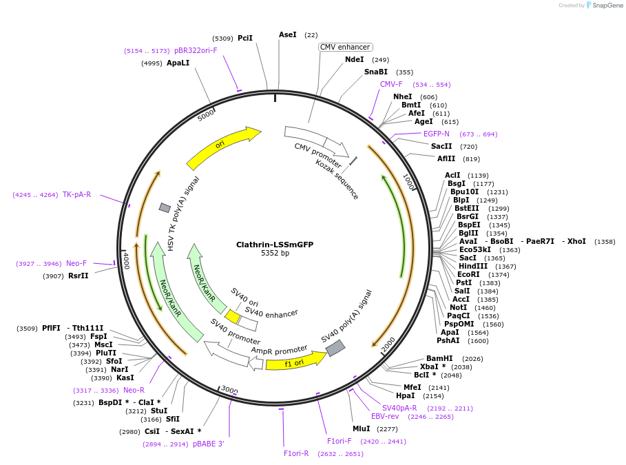 186537-plasmid-map-sequence-id-368220