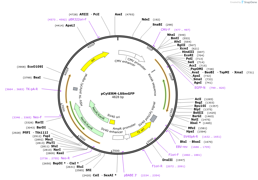186540-plasmid-map-sequence-id-368221