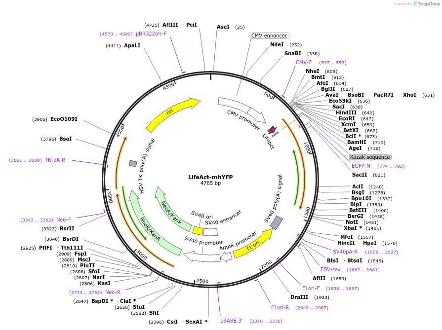 186524-plasmid-map-sequence-id-368222