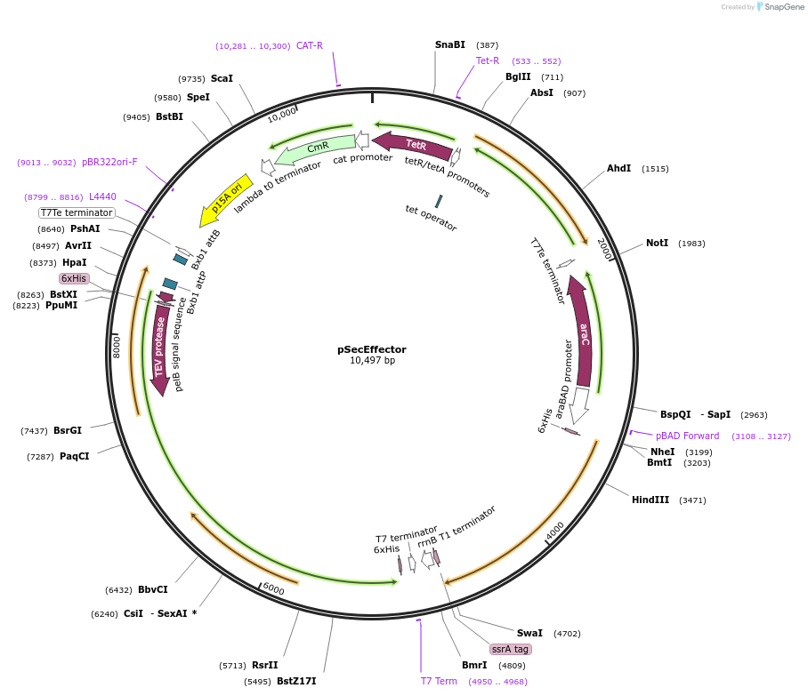 172891-plasmid-map-sequence-id-368224