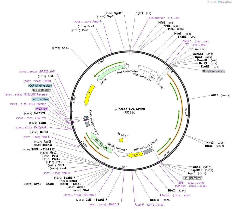 186544-plasmid-map-sequence-id-368234