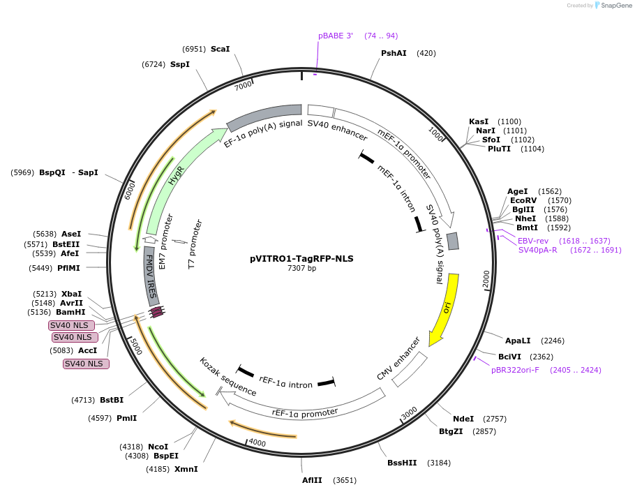 184446-plasmid-map-sequence-id-368237