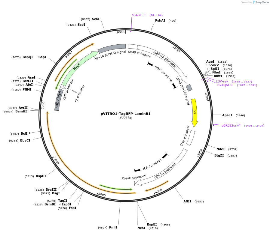 184448-plasmid-map-sequence-id-368239