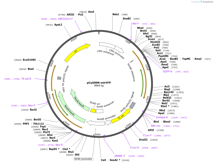 186530-plasmid-map-sequence-id-368240