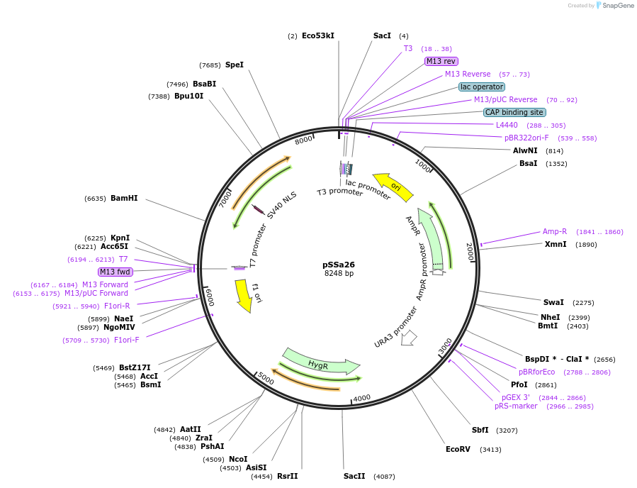 186784-plasmid-map-sequence-id-368242