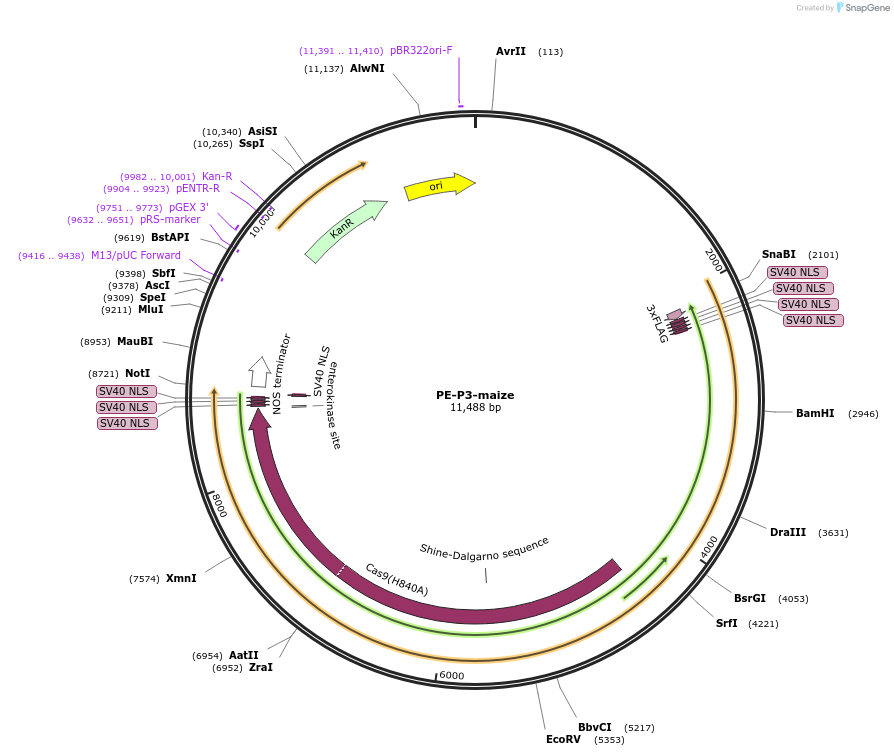 185611-plasmid-map-sequence-id-368276
