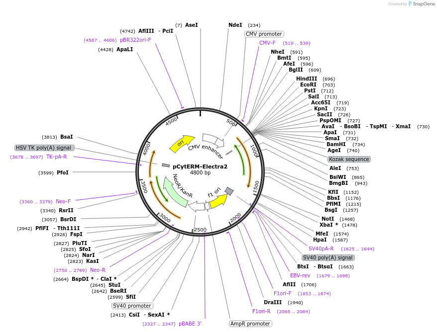 179477-plasmid-map-sequence-id-368279