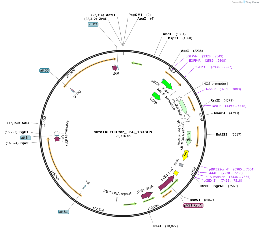 186198-plasmid-map-sequence-id-368288