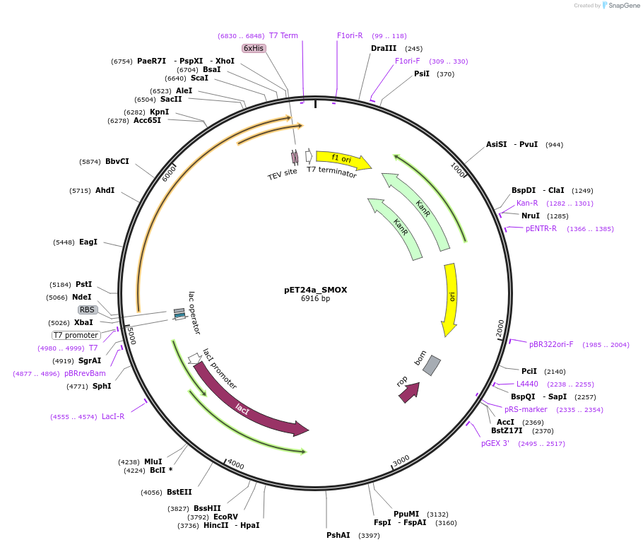 186345-plasmid-map-sequence-id-368289