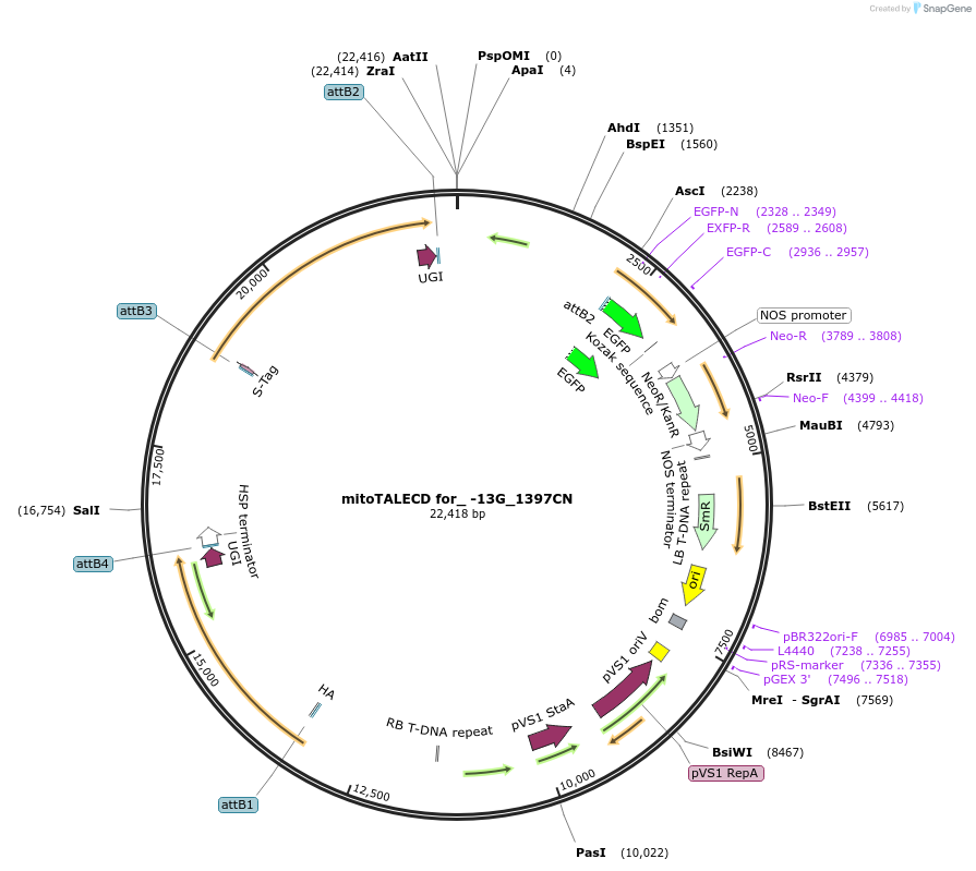 186199-plasmid-map-sequence-id-368290