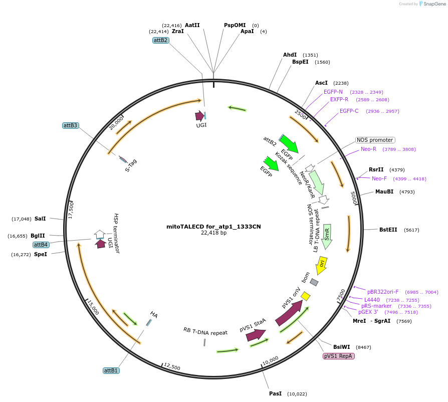 186201-plasmid-map-sequence-id-368308