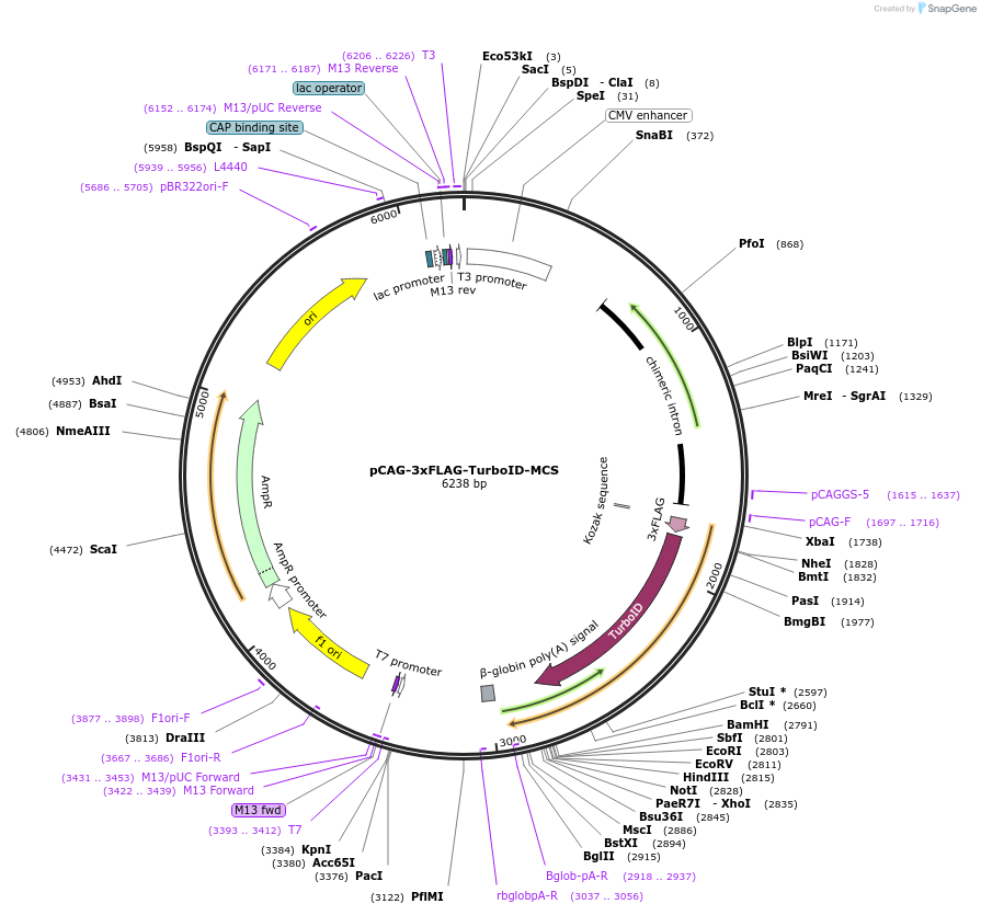 186813-plasmid-map-sequence-id-368309