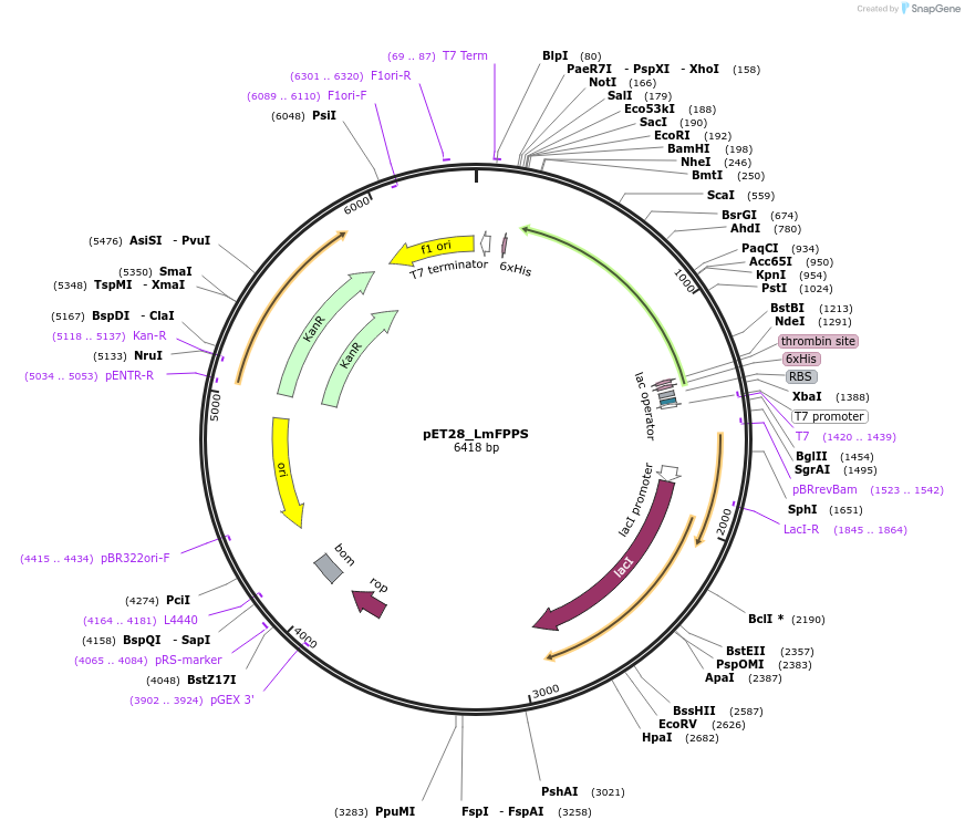 186322-plasmid-map-sequence-id-368321