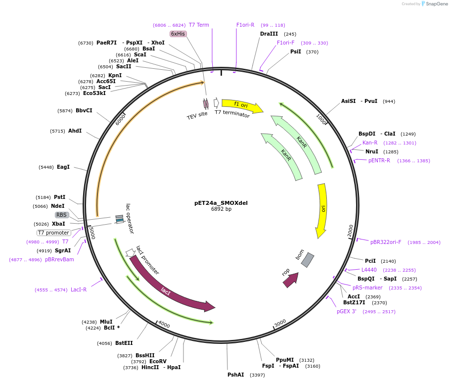 186785-plasmid-map-sequence-id-368323