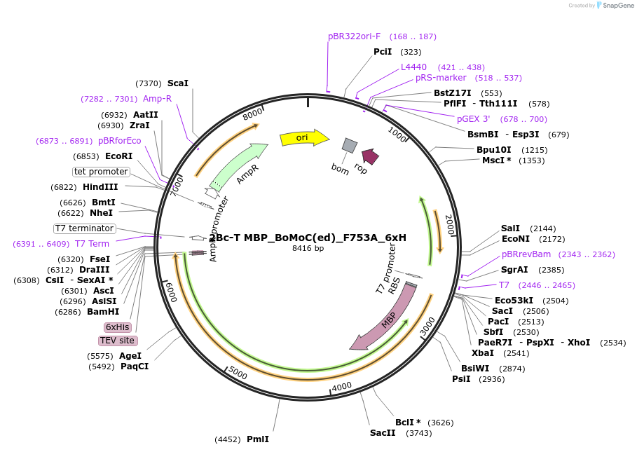 185710-plasmid-map-sequence-id-368332
