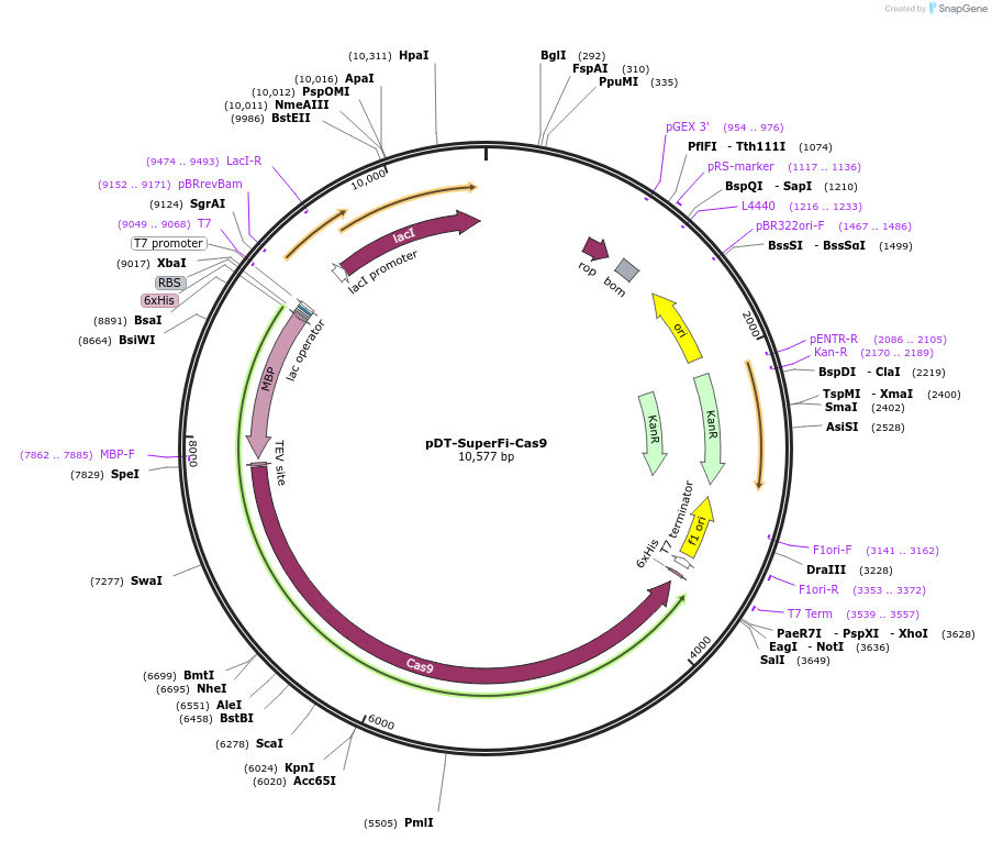 183630-plasmid-map-sequence-id-368334