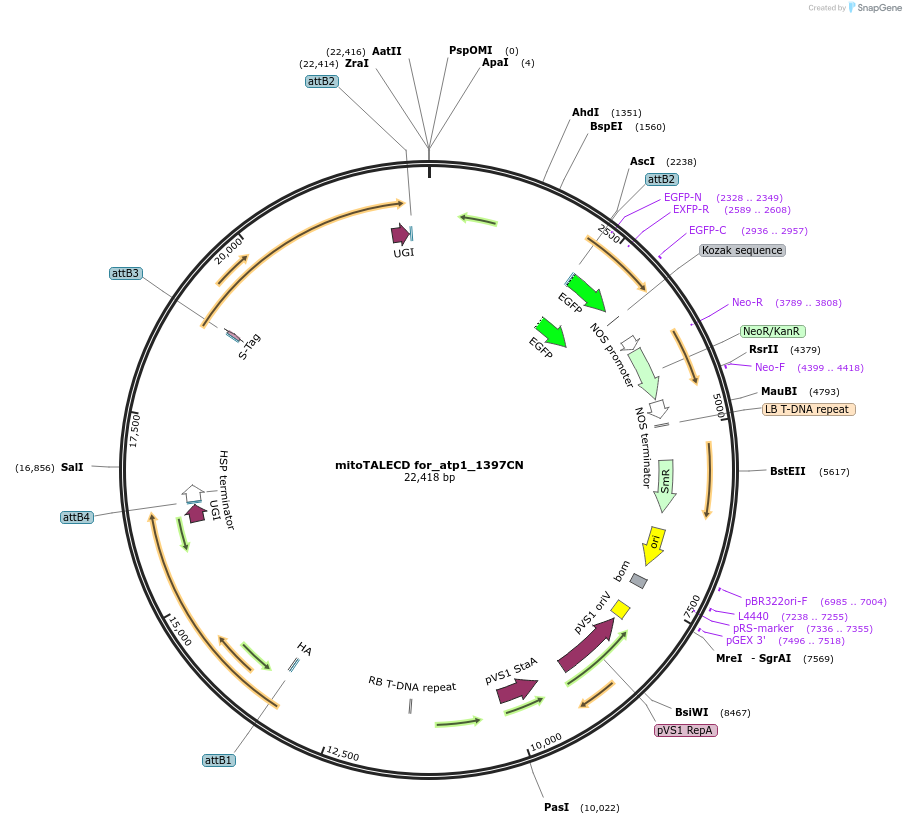 186203-plasmid-map-sequence-id-368337