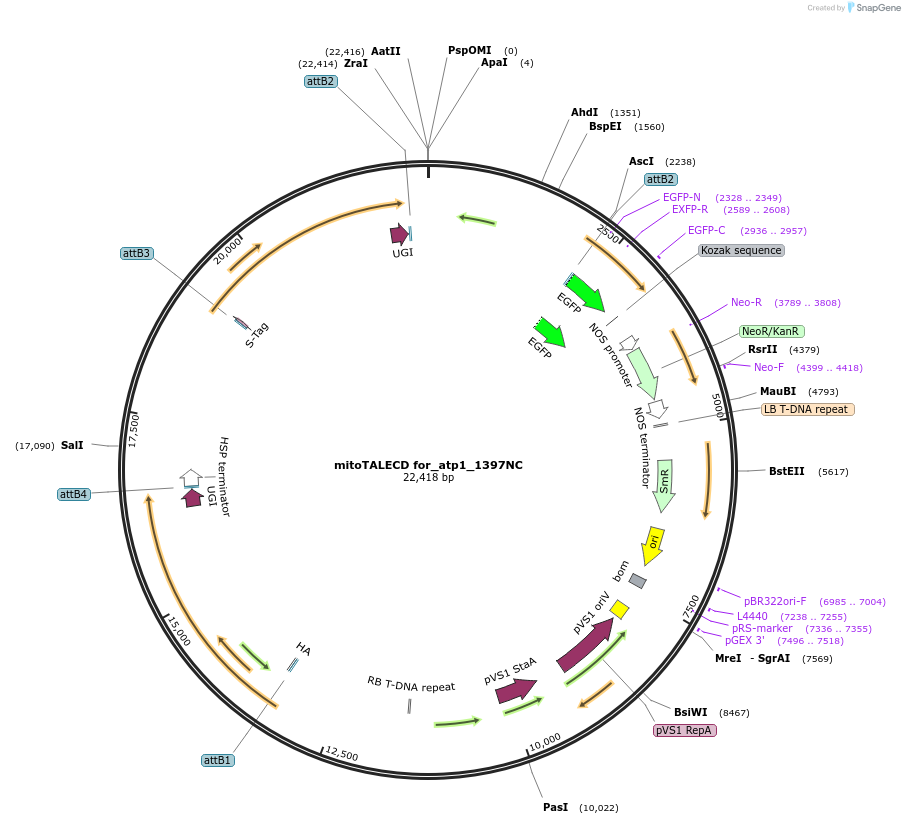 186204-plasmid-map-sequence-id-368339