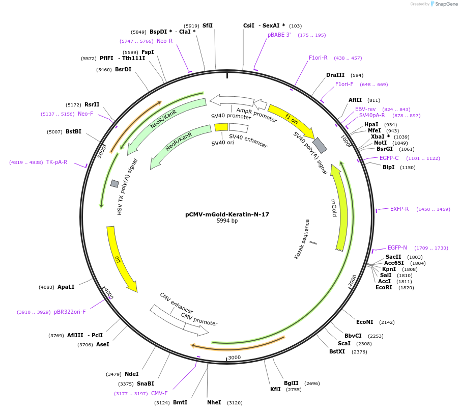 158001-plasmid-map-sequence-id-368347
