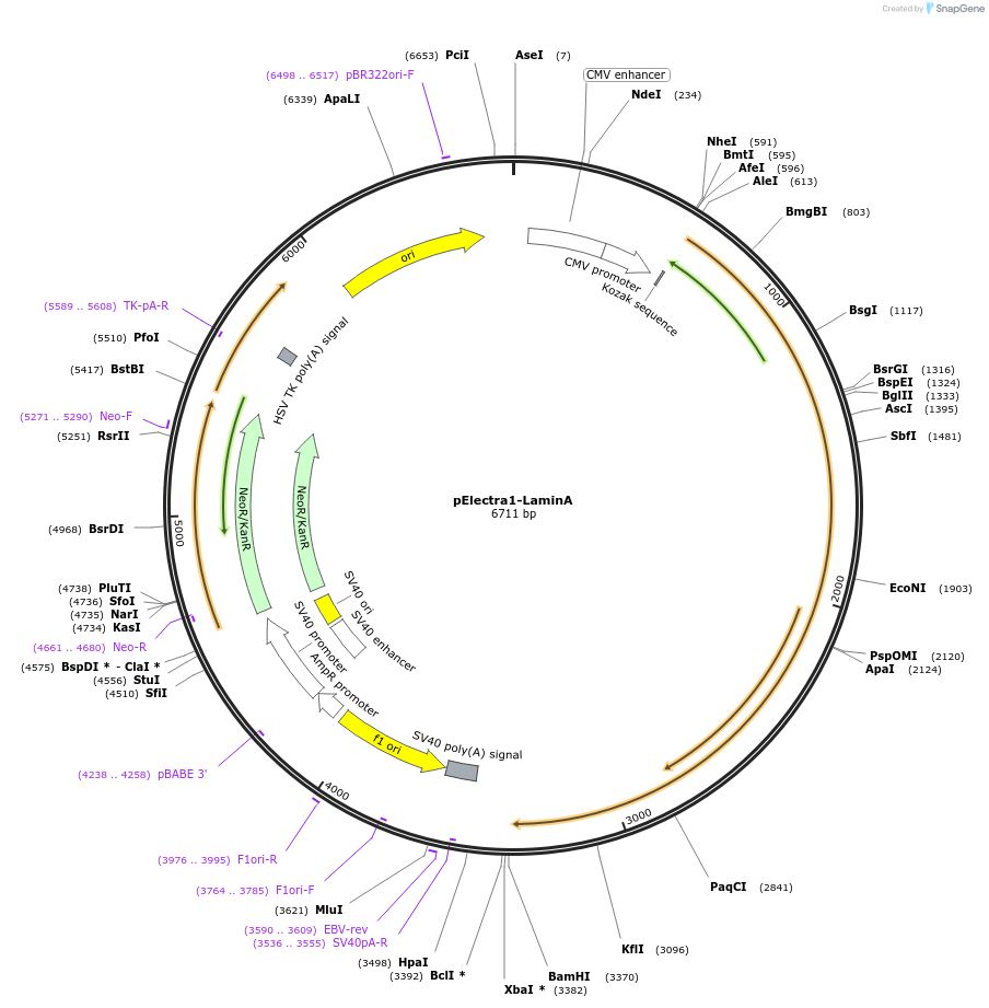 179482-plasmid-map-sequence-id-368353