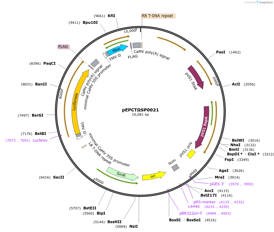 187561-plasmid-map-sequence-id-368362