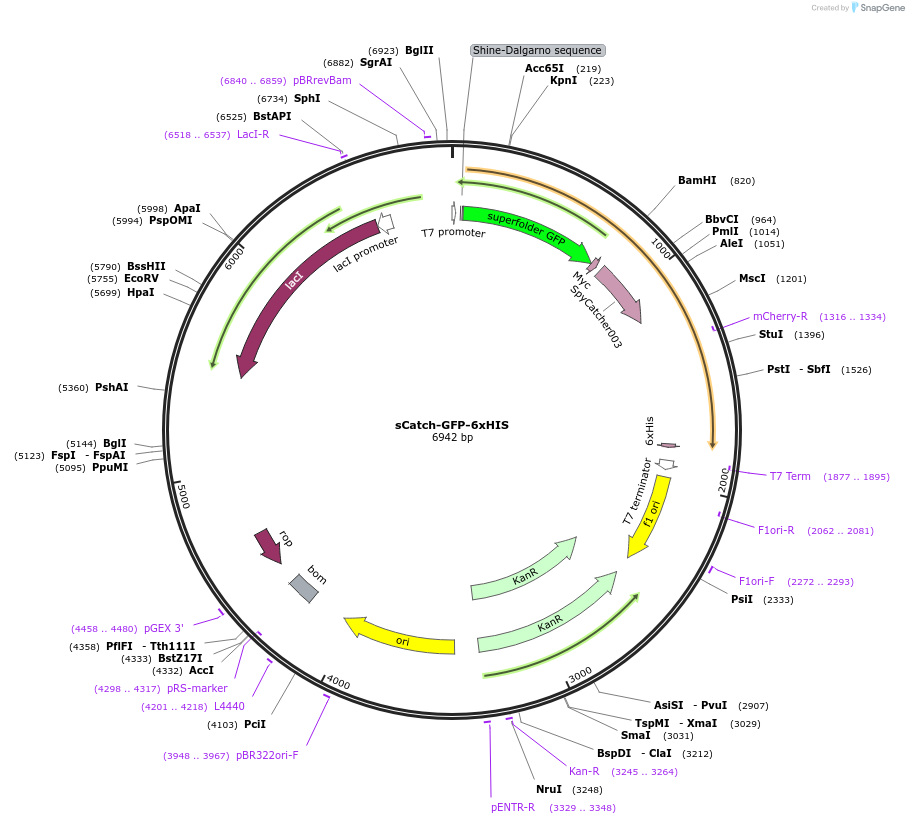 186904-plasmid-map-sequence-id-368383