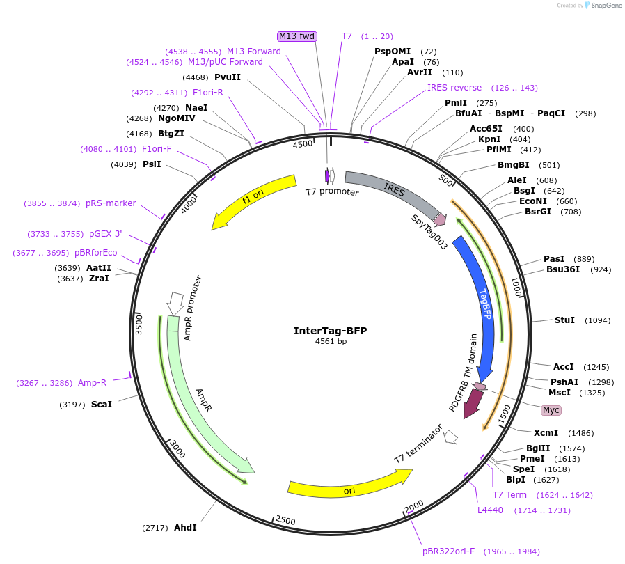 186901-plasmid-map-sequence-id-368392