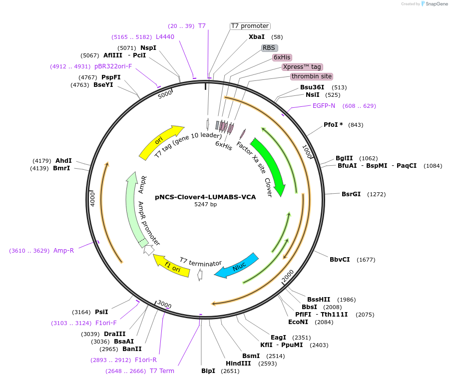 183489-plasmid-map-sequence-id-368398
