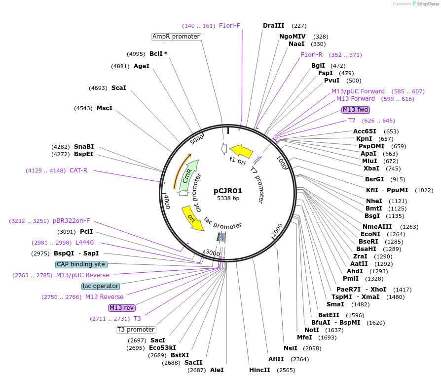 187888-plasmid-map-sequence-id-368412