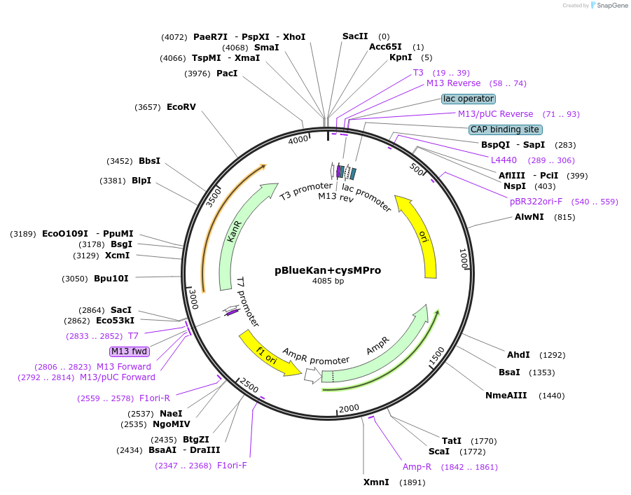 187879-plasmid-map-sequence-id-368417
