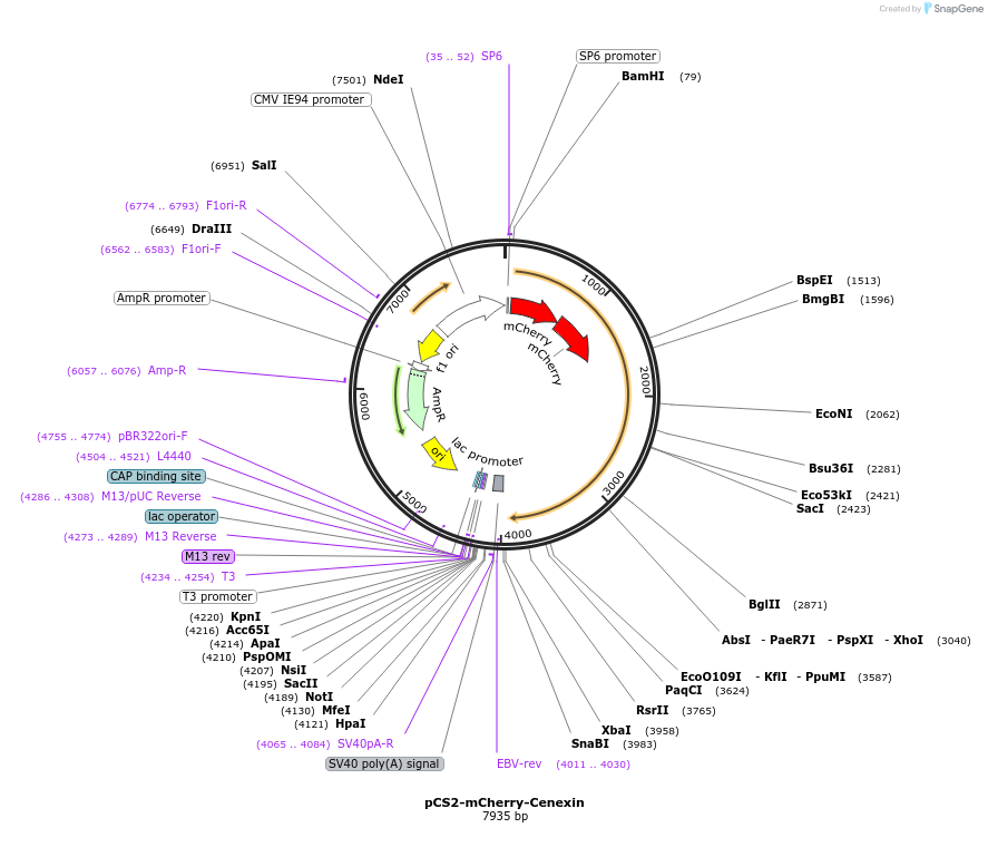 186435-plasmid-map-sequence-id-368424