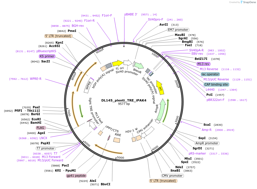 187445-plasmid-map-sequence-id-368439