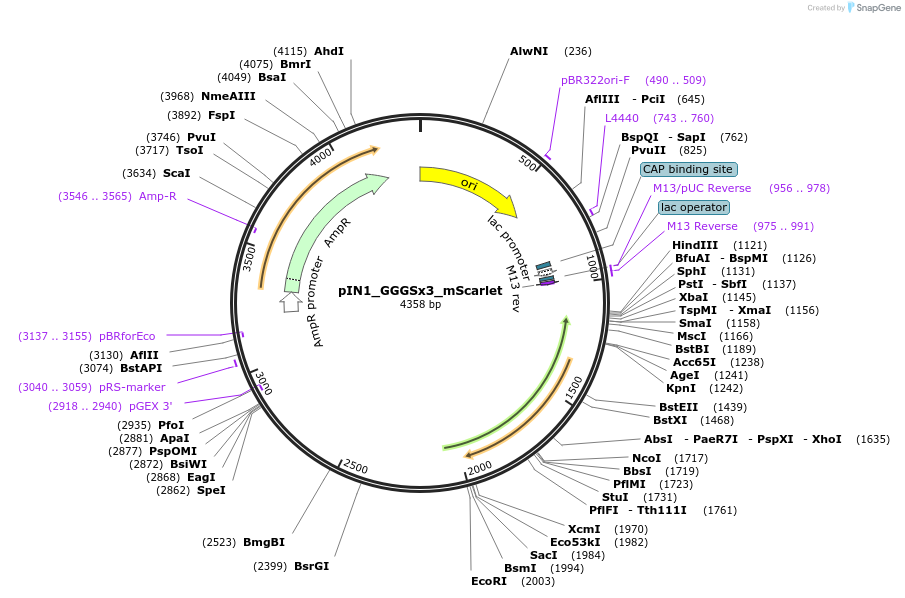 182936-plasmid-map-sequence-id-368443