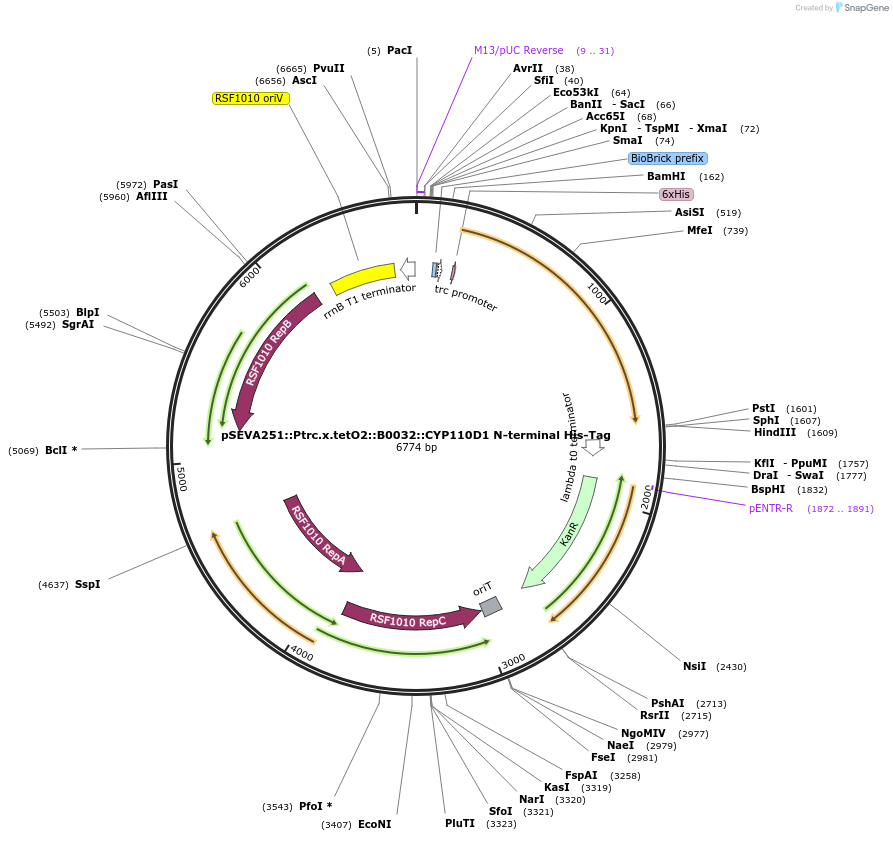 186710-plasmid-map-sequence-id-368444
