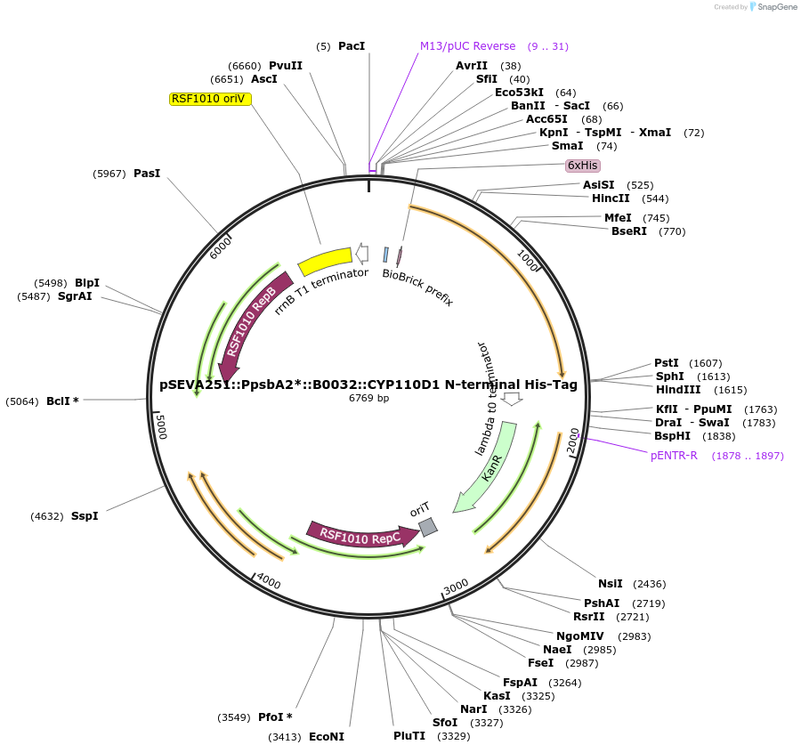 186708-plasmid-map-sequence-id-368445