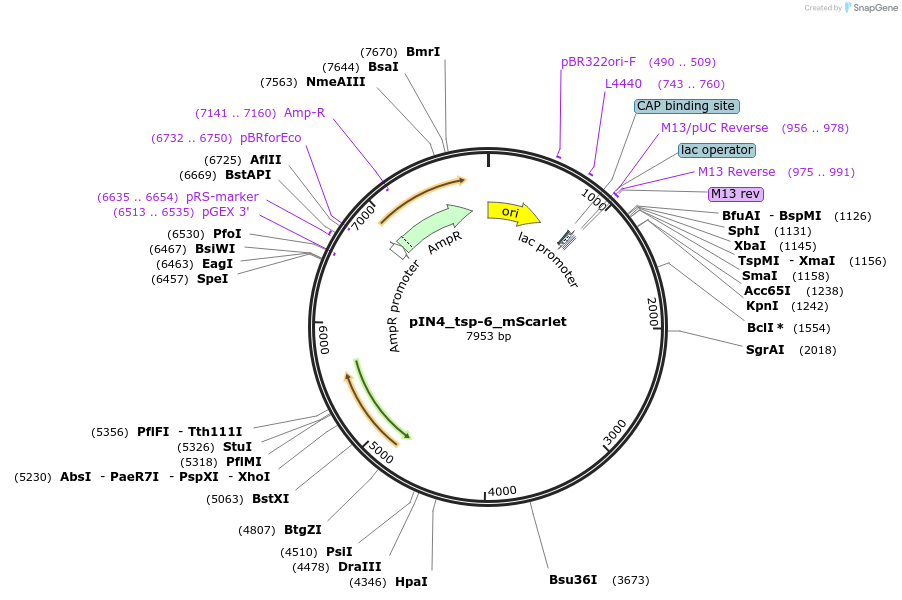 182935-plasmid-map-sequence-id-368447