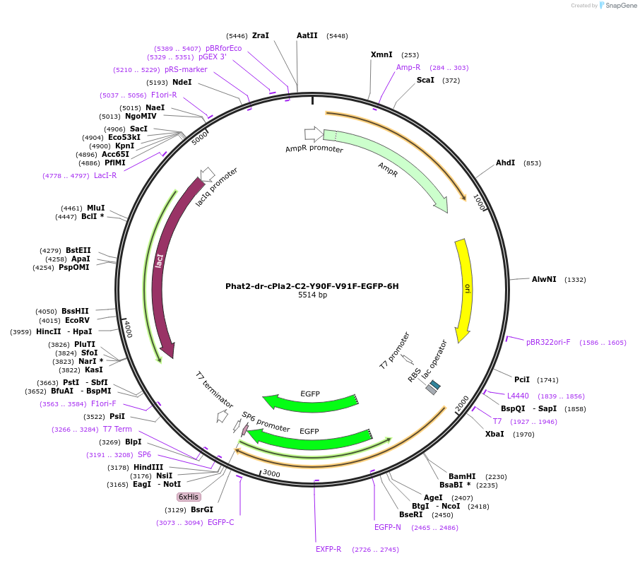 187186-plasmid-map-sequence-id-368494
