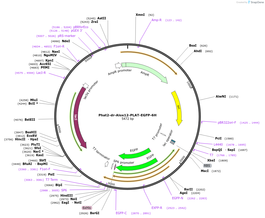 187190-plasmid-map-sequence-id-368505
