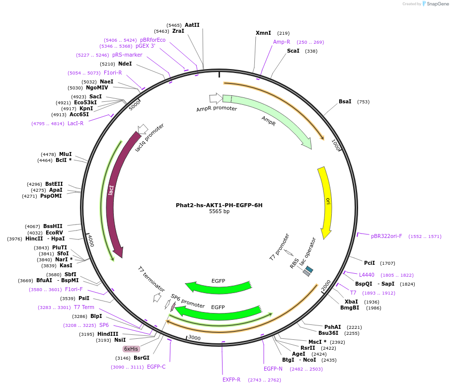 187157-plasmid-map-sequence-id-368507